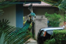 cover shot of Urban Bird Ecology and Conservation